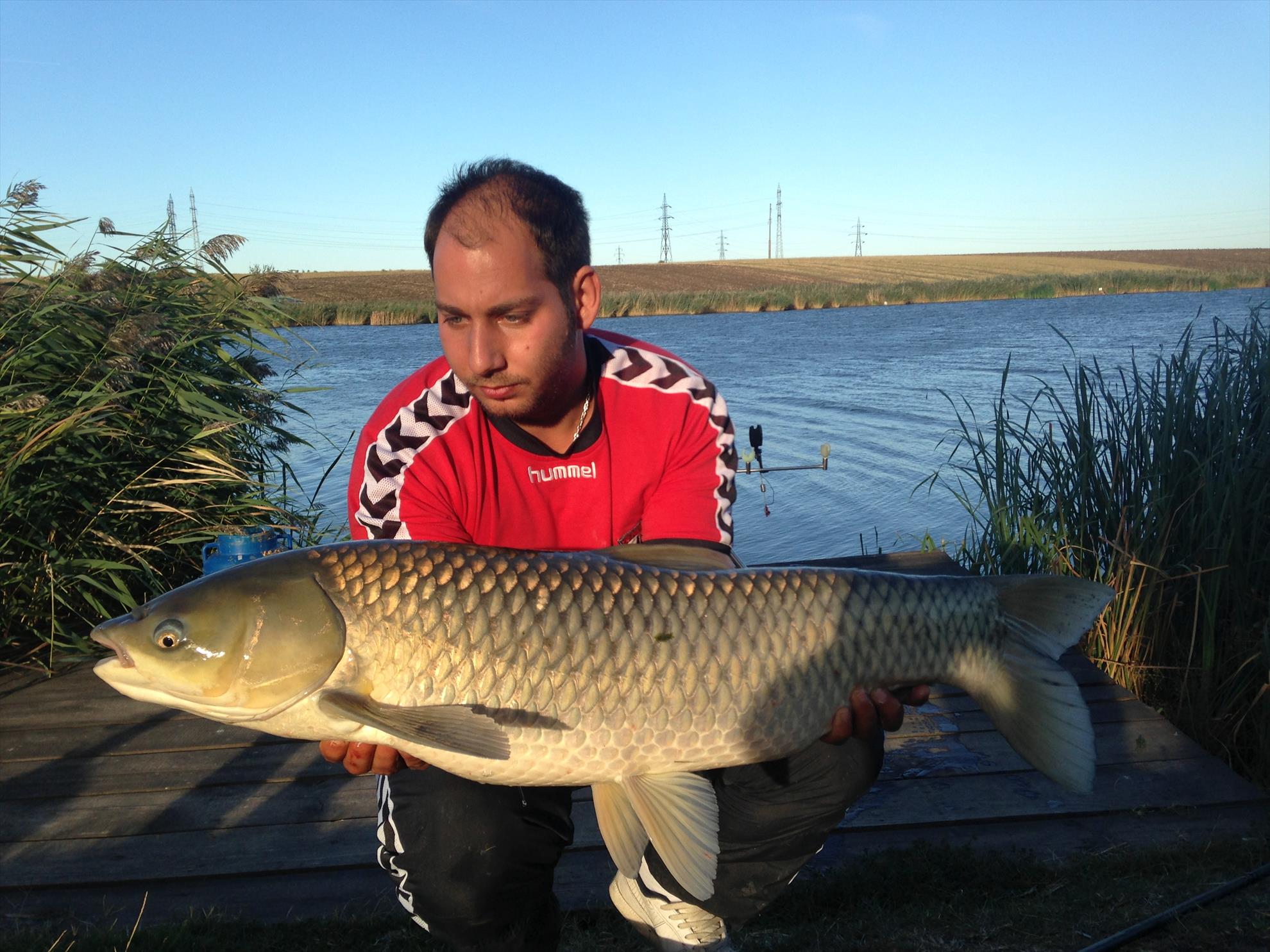 Lazar - hamsie-ten-12kg-balta-lazar.JPG